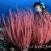 whip_sea_cr_gll_h_0336_kom0745.jpg